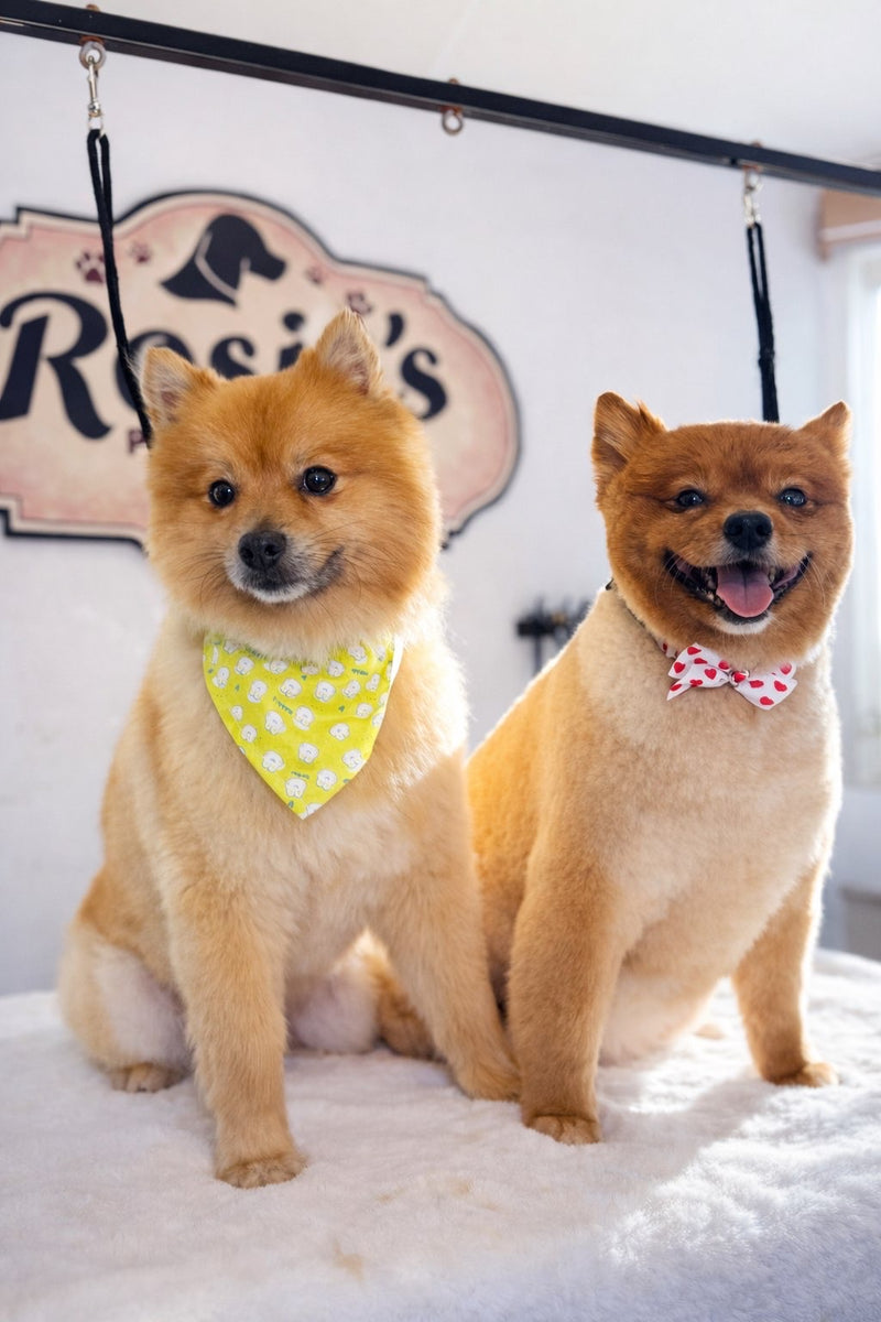 Pomeranian dogs after professional grooming in Edinburgh at Rosie’s Paws and Polish