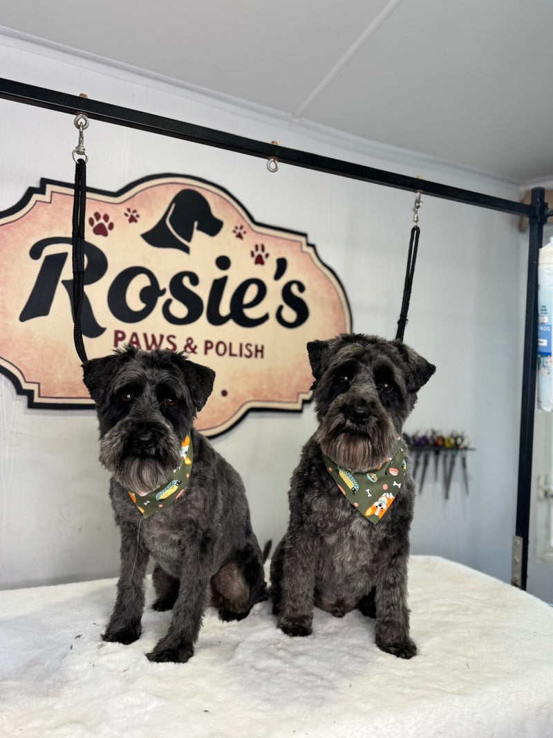 Miniature Schnauzers after professional dog grooming in Edinburgh at Rosie’s Paws and Polish