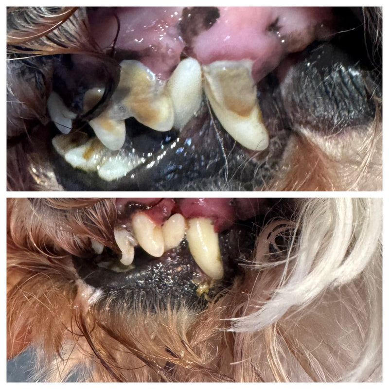 Before and after ultrasonic dog teeth cleaning in Edinburgh at Rosie’s Paws and Polish