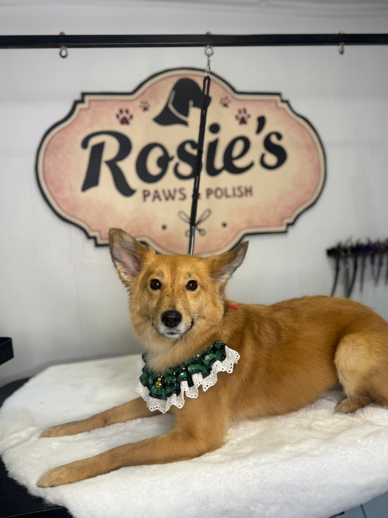 Dog after professional grooming at Rosie’s Paws and Polish in Edinburgh