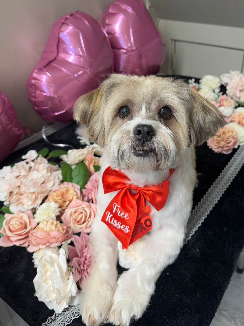 Dog grooming Edinburgh quality results Rosie's Paws and Polish