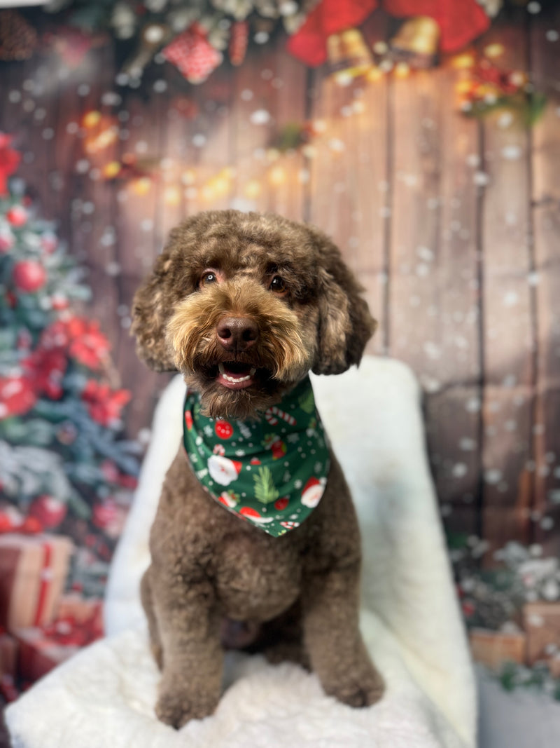 Pampered pups at Rosie's Paws and Polish dog grooming Edinburgh
