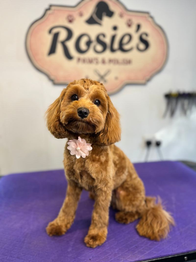 Beautiful groomed dogs Edinburgh Rosie's Paws and Polish