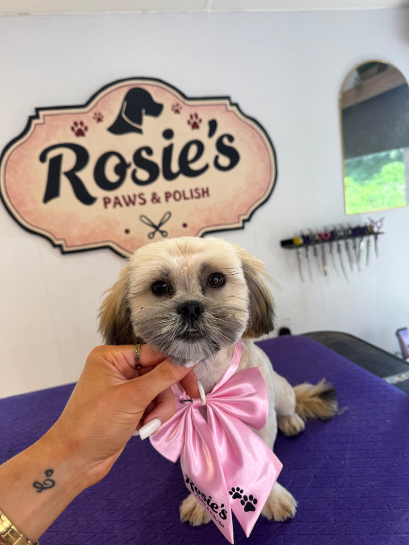 Professional dog grooming Edinburgh at Rosie's Paws and Polish