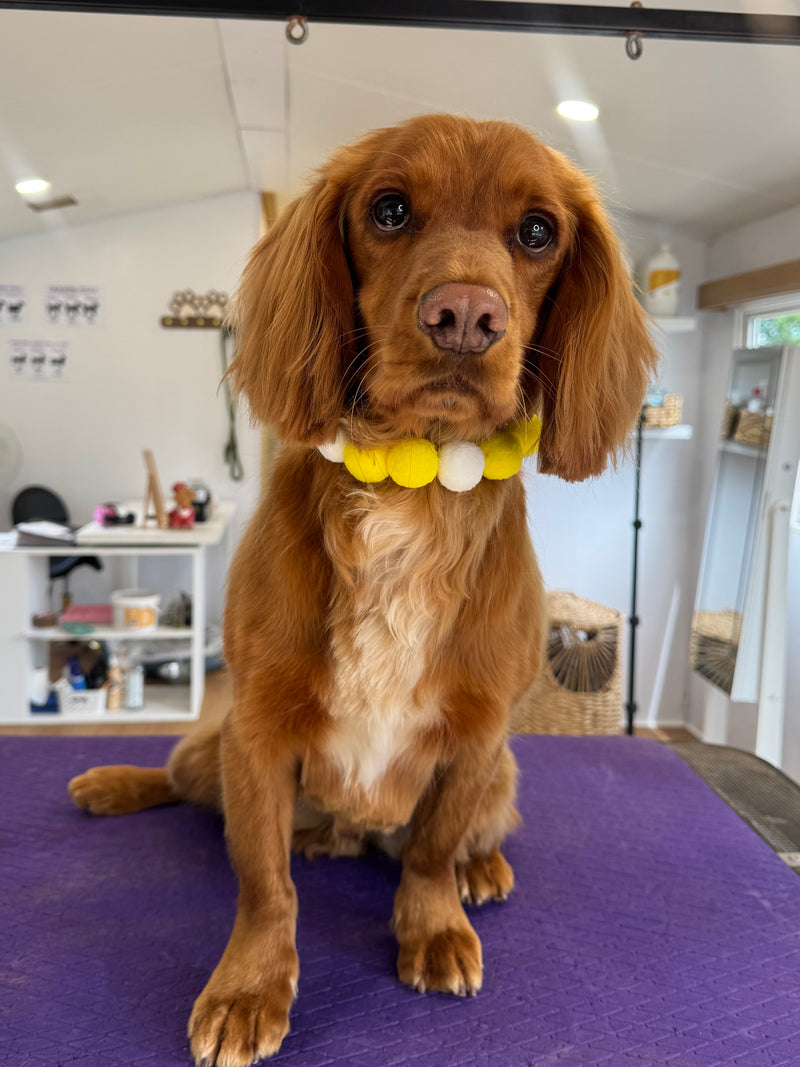Before and after dog grooming Rosie's Paws and Polish Edinburgh