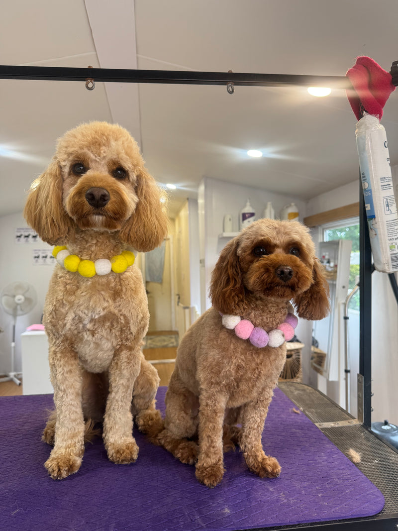 Dog grooming results at Rosie's Paws and Polish Edinburgh