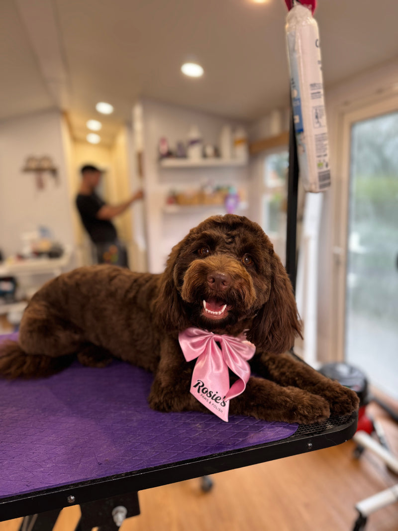 Premium dog grooming salon Edinburgh Rosie's Paws and Polish