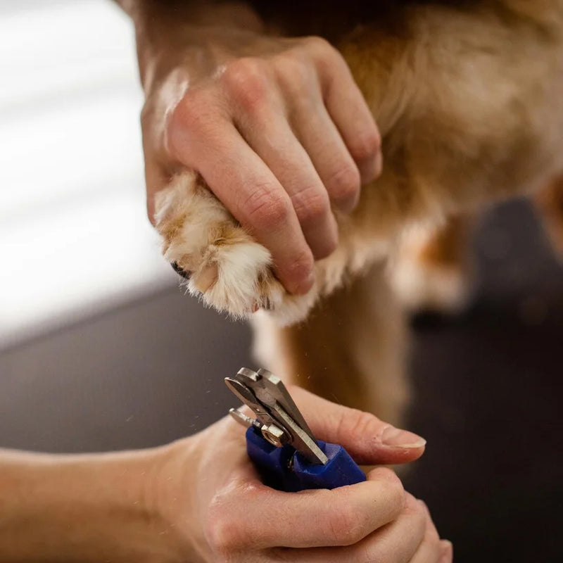 Gentle and stress-free dog nail clipping service in Edinburgh at Rosie’s Paws and Polish — keeping paws healthy and cared for.
