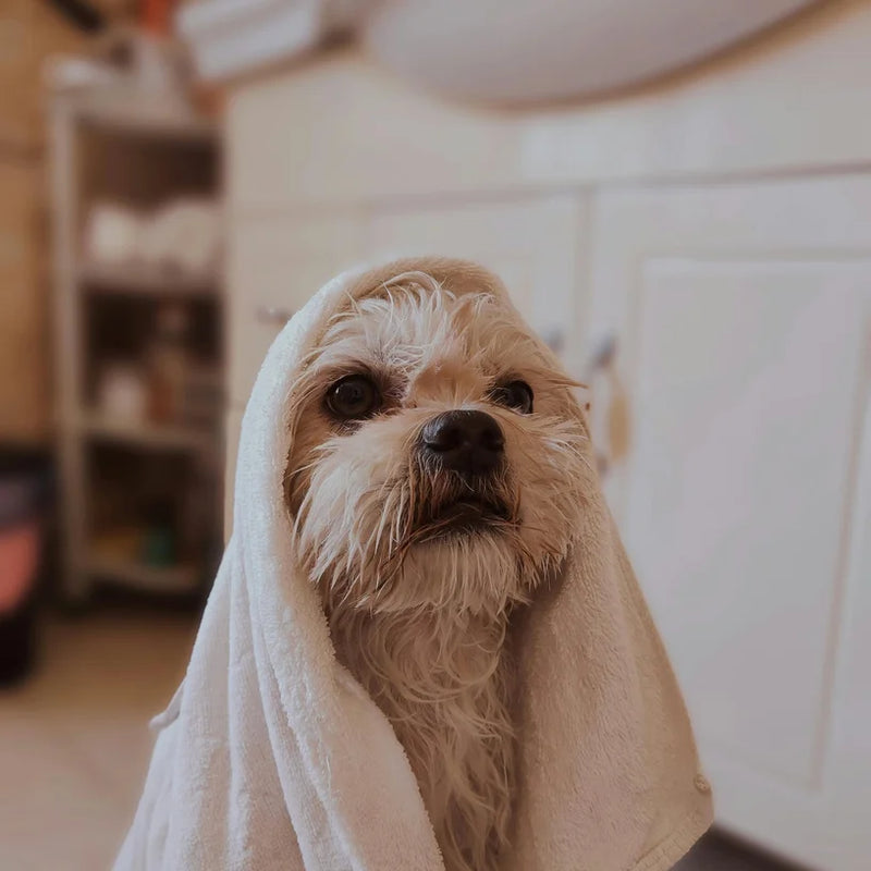 Luxury dog spa treatments in Edinburgh at Rosie’s Paws and Polish — including mud de-shedding, blueberry facials, and relaxing pawdicures.
