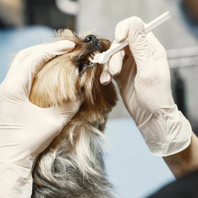 Professional dog teeth cleaning in Edinburgh at Rosie’s Paws and Polish — safe, non-invasive dental care for fresher breath and healthier smiles.
