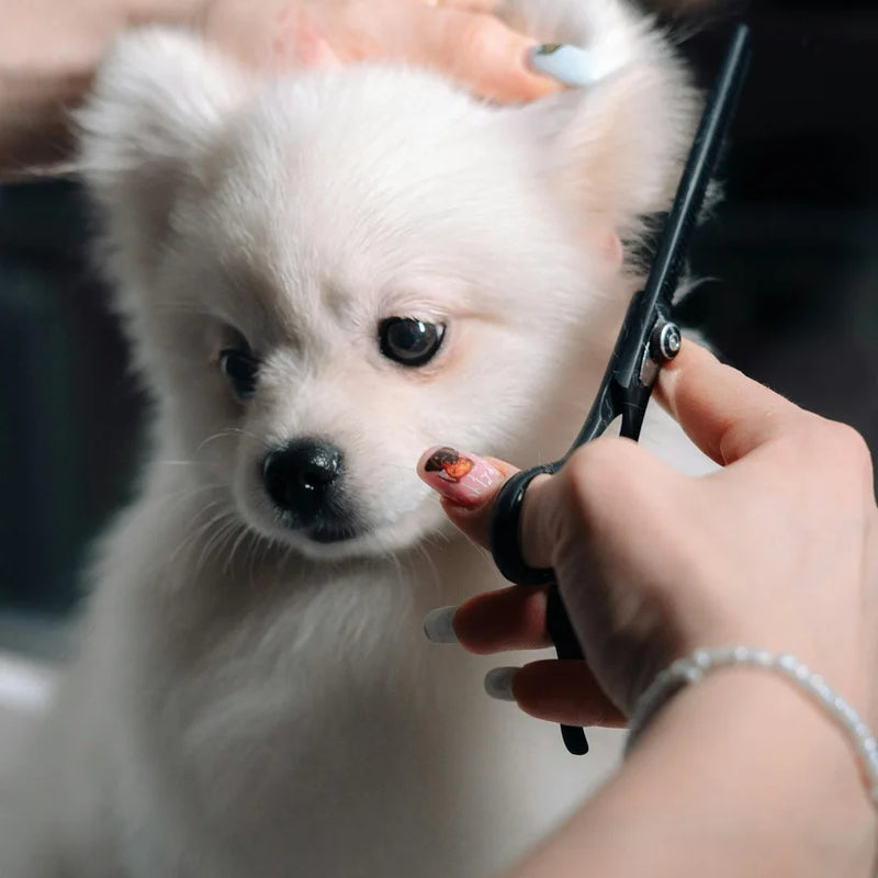 Full dog grooming service in Edinburgh at Rosie’s Paws and Polish — gentle, one-to-one grooming for happy, healthy dogs.
