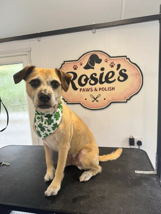 Before and after dog grooming Rosie's Paws and Polish Edinburgh